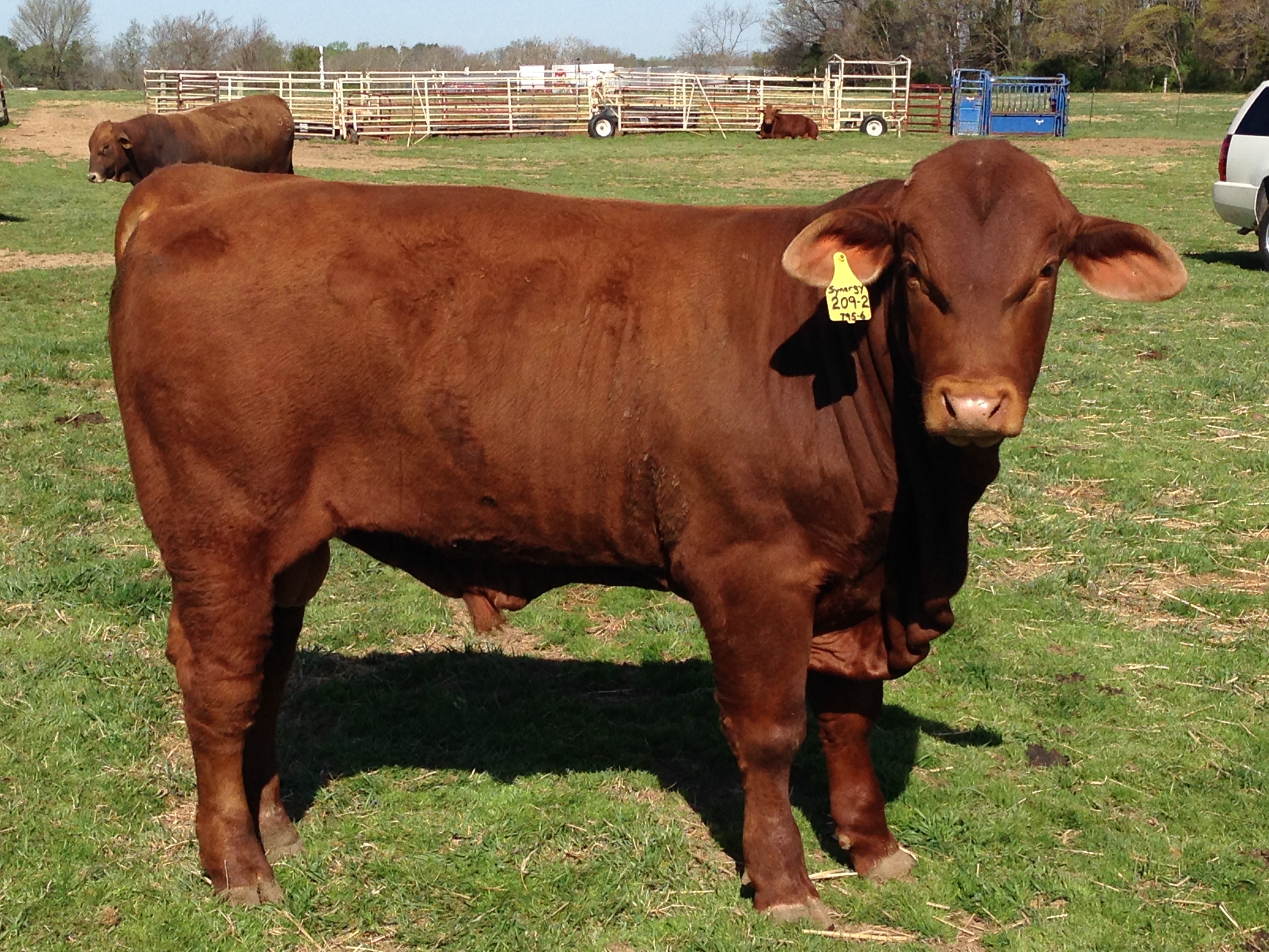Bulls for Sale Chastain Farms Beefmaster Cattle